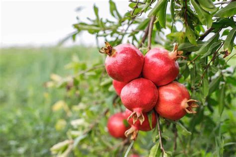  The Enchanting Pomegranate Tree: A Magical Tale Rooted in 14th-Century Turkey?