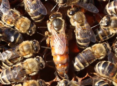  The Queen Bee : Mikä On Turkkilaisen Kansantarinan Kuningatarmehiläinen Todellinen Viesti?